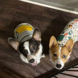 "Fall Snuggles" American Corgi and Pembroke Welsh Corgi All Grown Up from Constellation Corgi