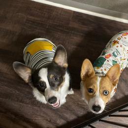 "Fall Snuggles" American Corgi and Pembroke Welsh Corgi All Grown Up from Constellation Corgi