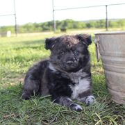 Penelope - Black merle Mudi puppy in Valley Mills, Texas from Graves Farm Mudi