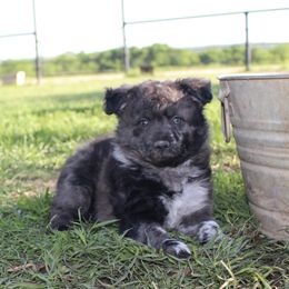 Penelope - Black merle Mudi puppy in Valley Mills, Texas from Graves Farm Mudi