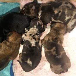 Dachshund puppies from Daisy's Doxies