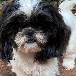 Lucy - Shih Tzu