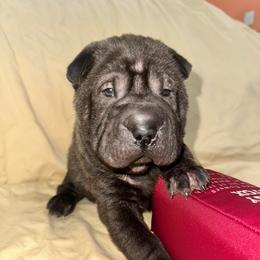 Alvin - Black sable male Chinese Shar-Pei puppy in China, Michigan from Blackwitch Farms