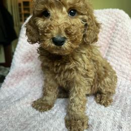 Dolly - Apricot female Goldendoodle puppy in Lowville, New York from Adirondack Labradoodles