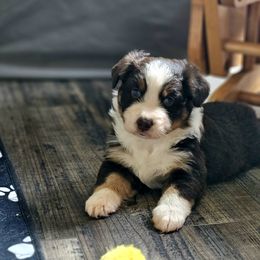 Australian Shepherd Puppies from Taneum Creek Australian Shepherds