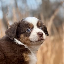 Chaco - Red tri female Miniature Australian Shepherd puppy in Greenville, South Carolina from QC Homestead Miniature Australian Shepherds