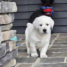 ICE - Yellow male Labrador Retriever puppy in Gaffney, South Carolina from Circle D Farms