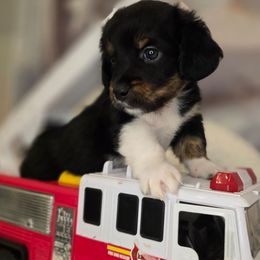 James Dean - Tri-color male Double Doodle puppy in Prescott Valley, Arizona from Ramirez Family Doodles