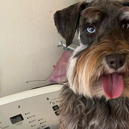 Miniature Schnauzers from Mini Beard Buster Kennel