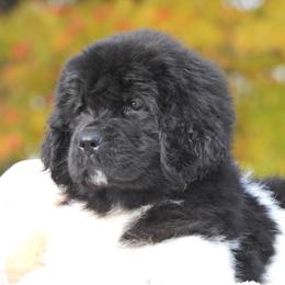Newfoundland Puppies from Newfforu