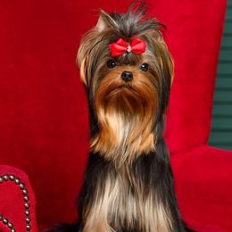 Chelsea - Yorkshire Terrier