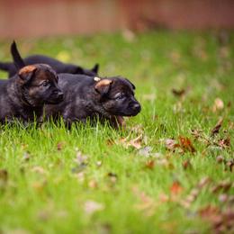 "Orange, Brown, Yellow" German Shepherd Puppies from MCX K9