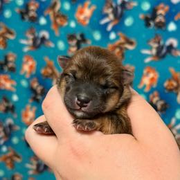 Shadow - Red female Shiba Inu puppy in Marshall, Minnesota from Tobitatsu Shiba Inu
