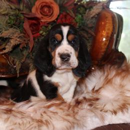 Wrangler - Black tan and white male Basset Hound puppy in Missouri from Clevenger Farms