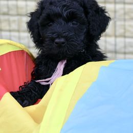 Portuguese Water Dog Puppies from Maritimo Portuguese Water Dogs