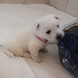 West Highland White Terrier Puppies from Wagglesworth Westies
