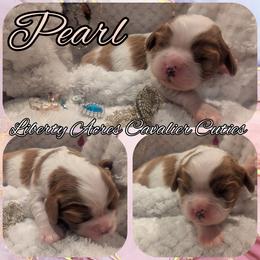 Pearl - Blenheim female Cavalier King Charles Spaniel puppy in Oppelo, Arkansas from Liberty Acres Puppies