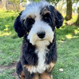 Rozzi - Bernedoodle