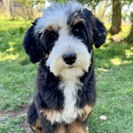Rozzi - Bernedoodle