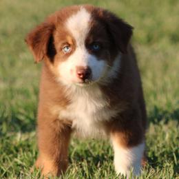 Red Tri Male - Red tri-color male Australian Shepherd puppy in Northport, Alabama from Sipsey River Australian Shepherds