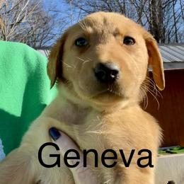 Geneva - Yellow female Labrador Retriever puppy in Mineral, Virginia from Canine Assist