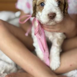 Darla - Caramel female Australian Labradoodle puppy in Dawson, Georgia from Still Pond Australian Labradoodles