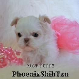 Shih Tzu Puppies from Phoenix Shih Tzu
