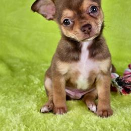 Pascal - Chocolate sabled fawn male Chihuahua puppy in West New York, New Jersey from Pixie’s Magical Puppies