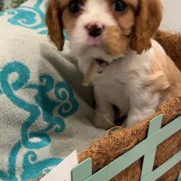 Jeanie - Blenheim female Cavalier King Charles Spaniel puppy in St. George, Maine from Cloud Nine Cavaliers