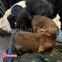Brownie - Dachshund puppy from Rockindachs