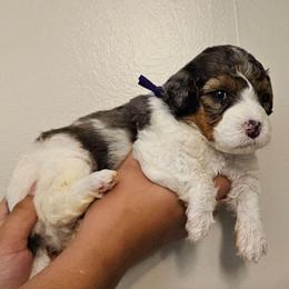 Trolli - Merle female Bernedoodle puppy in Decatur, Georgia from So Adoodable