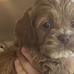 Cavapoos, Cockapoos, Cocker Spaniels, Goldendoodles, Golden Retrievers, and Shihpoos from Hunting Creek Farm & Kennel