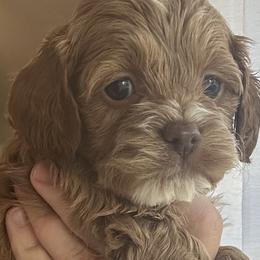 Cavapoos, Cockapoos, Cocker Spaniels, Goldendoodles, Golden Retrievers, and Shihpoos from Hunting Creek Farm & Kennel