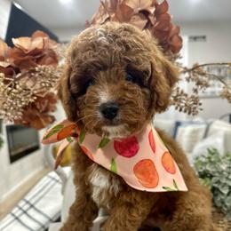 Yellow - Red female Cavapoo puppy in Ephrata, Washington from Gingers Cavapoo’s