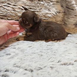 Chocolate, tan, white markings. - Chocolate female Chihuahua puppy in Richmond, Virginia from Breens
