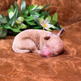Pocket (lavender) - Red  female Goldendoodle puppy in Haltom City, Texas from Ohana Doodles