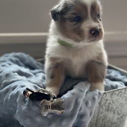 Australian Shepherd Puppies from Julia Rose Ranch