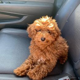 Scarlet - Poodle