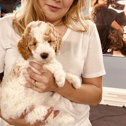 Goldendoodle Puppies from Labradoodleday