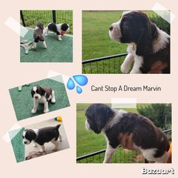 Marvin - Liver and white male English Springer Spaniel puppy in Talbott, Tennessee from Cant Stop A Dream Springers