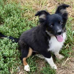 Sampson - Black tri male Miniature Australian Shepherd puppy in Norwood, Missouri from Looney Farm’s Toy & Mini Aussies
