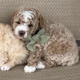 Club - Apricot male Goldendoodle puppy in Richmond, Texas from Harper’s Heartbeats