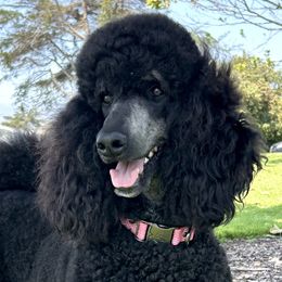 Poodles from Ever So Clever Poodles