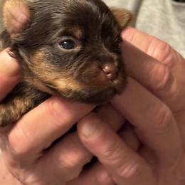 Puppy 5 - Chocolate, tan and white female Yorkshire Terrier puppy in Elizabeth, Indiana from Dwayne’s Yorkshire Terriers