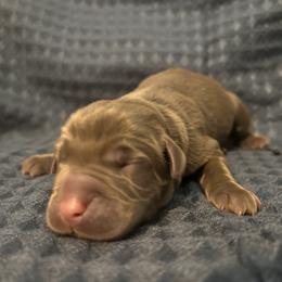 Girl 1 - Chocolate female Labrador Retriever puppy in Four Oaks, North Carolina from TLC Retrievers
