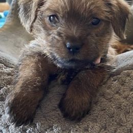 Norfolk Terriers from Rocky Mountain Norfolk Terriers
