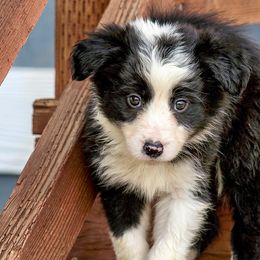 Border Collies and Golden Retrievers from R3 Sport Dogs (Rafter 3 Ranch)