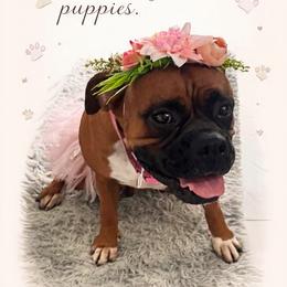 Boxer puppies from Yuni’s AKC Boxers
