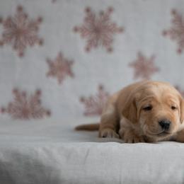 Labrador Retriever Puppies from Sun Ridge Labradors