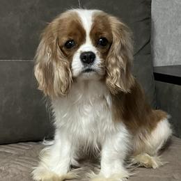 Rosa - Cavalier King Charles Spaniel